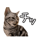 うちのねこたち（まるズ）（個別スタンプ：14）