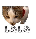 うちのねこたち（まるズ）（個別スタンプ：15）