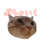 うちのねこたち（まるズ）（個別スタンプ：17）