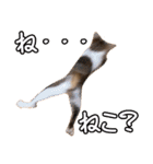 うちのねこたち（まるズ）（個別スタンプ：18）