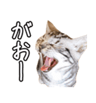 うちのねこたち（まるズ）（個別スタンプ：19）