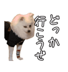 うちのねこたち（まるズ）（個別スタンプ：20）
