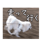 うちのねこたち（まるズ）（個別スタンプ：21）