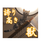 うちのねこたち（まるズ）（個別スタンプ：22）