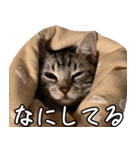 うちのねこたち（まるズ）（個別スタンプ：23）