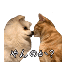 うちのねこたち（まるズ）（個別スタンプ：24）