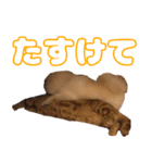 うちのねこたち（まるズ）（個別スタンプ：26）
