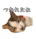 うちのねこたち（まるズ）（個別スタンプ：28）