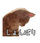 うちのねこたち（まるズ）（個別スタンプ：29）