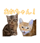 うちのねこたち（まるズ）（個別スタンプ：30）