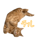 うちのねこたち（まるズ）（個別スタンプ：31）