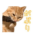 うちのねこたち（まるズ）（個別スタンプ：32）