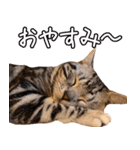 うちのねこたち（まるズ）（個別スタンプ：33）