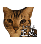 うちのねこたち（まるズ）（個別スタンプ：37）