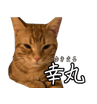 うちのねこたち（まるズ）（個別スタンプ：38）