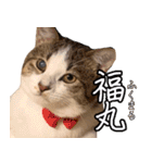 うちのねこたち（まるズ）（個別スタンプ：40）