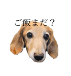 日常生活の中の犬とおじさん（個別スタンプ：1）