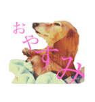 日常生活の中の犬とおじさん（個別スタンプ：4）
