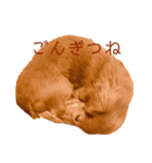 日常生活の中の犬とおじさん（個別スタンプ：6）