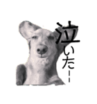 日常生活の中の犬とおじさん（個別スタンプ：7）