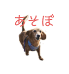 日常生活の中の犬とおじさん（個別スタンプ：8）