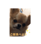 チワワのちゅうくん（個別スタンプ：2）
