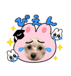 マルプー.めるさんNo.3（個別スタンプ：3）