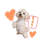マルプー.めるさんNo.3（個別スタンプ：5）