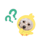 マルプー.めるさんNo.3（個別スタンプ：14）