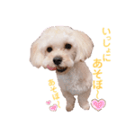 マルプー.めるさんNo.3（個別スタンプ：24）