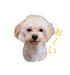 マルプー.めるさんNo.3（個別スタンプ：31）