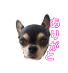 JD ＆LILLA full version（個別スタンプ：7）