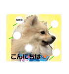 デカイけどポメ ニコくん（個別スタンプ：2）