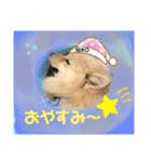 デカイけどポメ ニコくん（個別スタンプ：4）