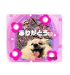デカイけどポメ ニコくん（個別スタンプ：5）