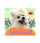 デカイけどポメ ニコくん（個別スタンプ：7）