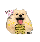 デカイけどポメ ニコくん（個別スタンプ：8）