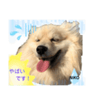 デカイけどポメ ニコくん（個別スタンプ：9）