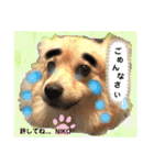 デカイけどポメ ニコくん（個別スタンプ：10）