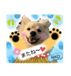 デカイけどポメ ニコくん（個別スタンプ：11）