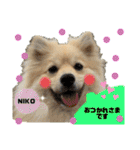 デカイけどポメ ニコくん（個別スタンプ：12）