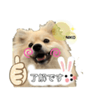 デカイけどポメ ニコくん（個別スタンプ：13）