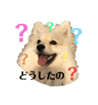 デカイけどポメ ニコくん（個別スタンプ：14）