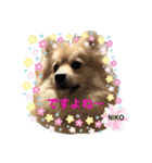 デカイけどポメ ニコくん（個別スタンプ：15）