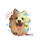 デカイけどポメ ニコくん（個別スタンプ：16）