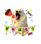 デカイけどポメ ニコくん（個別スタンプ：17）