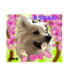 デカイけどポメ ニコくん（個別スタンプ：20）