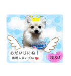 デカイけどポメ ニコくん（個別スタンプ：21）
