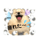 デカイけどポメ ニコくん（個別スタンプ：22）