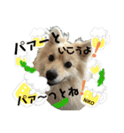 デカイけどポメ ニコくん（個別スタンプ：24）